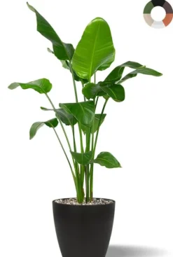 Strelitzia plant in pot