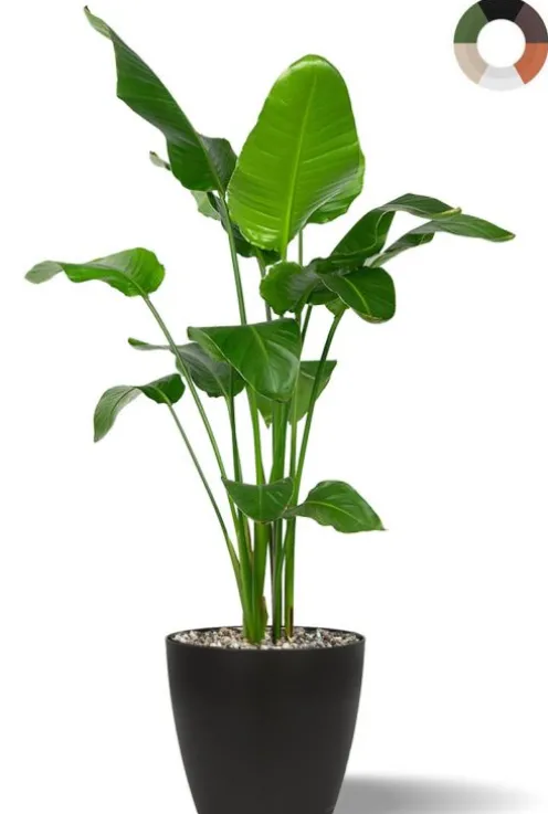 Strelitzia plant in pot