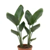 Strelitzia Reginae - Paradijsvogelbloem
