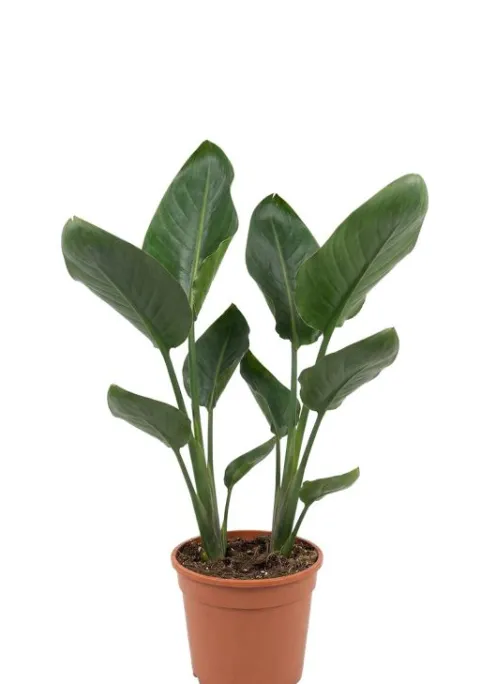 Strelitzia Reginae - Paradijsvogelbloem