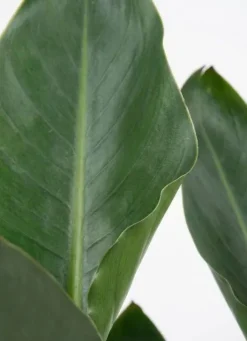 Strelitzia Reginae - Paradijsvogelbloem
