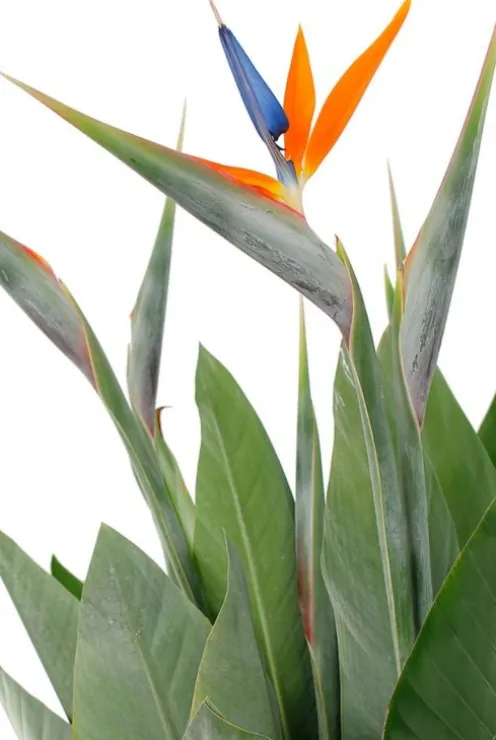 Strelitzia Reginae - Paradijsvogelbloem