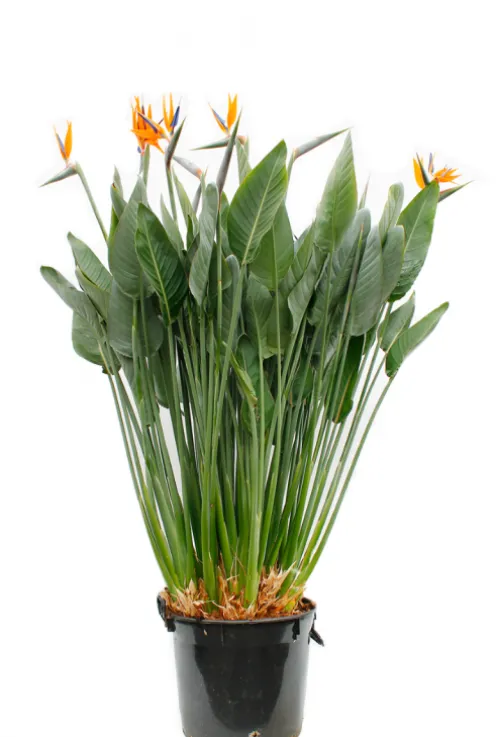 Strelitzia Reginae - Paradijsvogelbloem