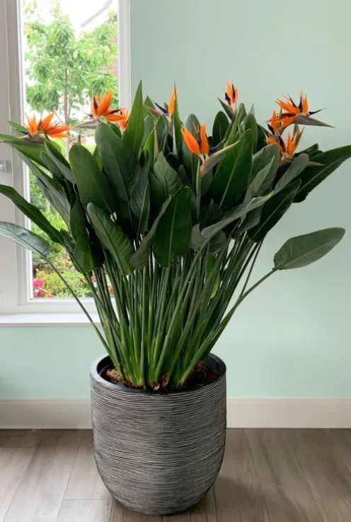 Strelitzia Reginae - Paradijsvogelbloem