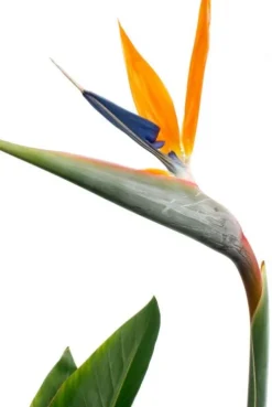 Strelitzia Reginae - Paradijsvogelbloem
