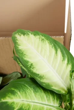 Surprise box - 6 stuks - Voordeelbox