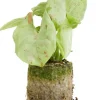 Syngonium Confetti - Stekje