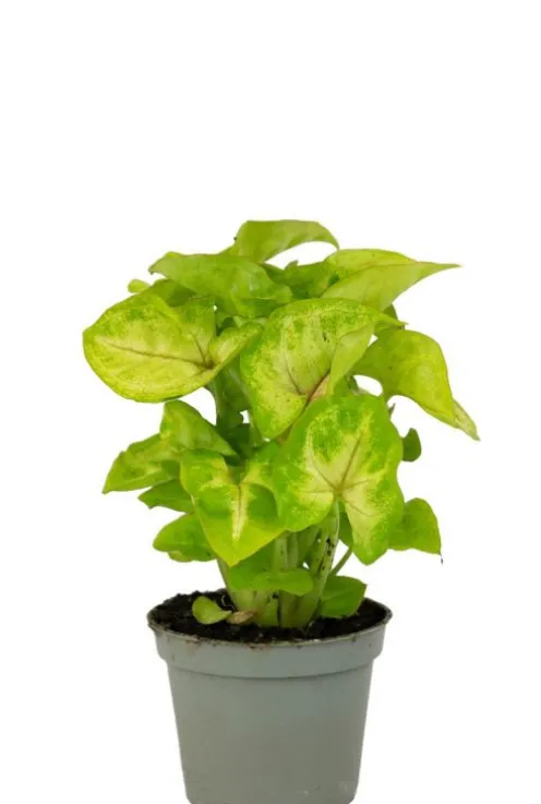 Syngonium Golden Allusion - Stekje