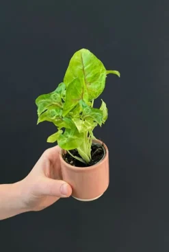 Syngonium Golden Allusion - Stekje