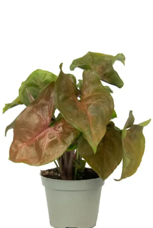Syngonium Maria - Stekje