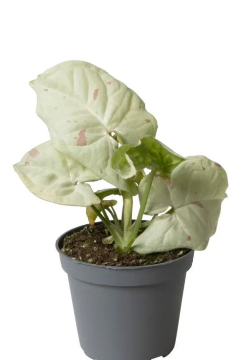 Syngonium Milk Konfetti