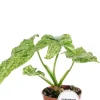 Syngonium Mottled - Arrowhead