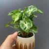 Syngonium Pixie - Stekje