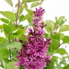 Syringa 'Bloomerang Dark Purple'