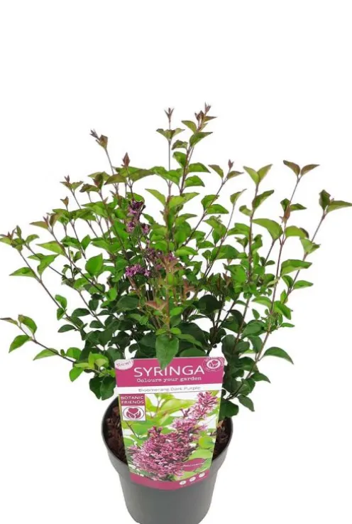 Syringa 'Bloomerang Dark Purple'