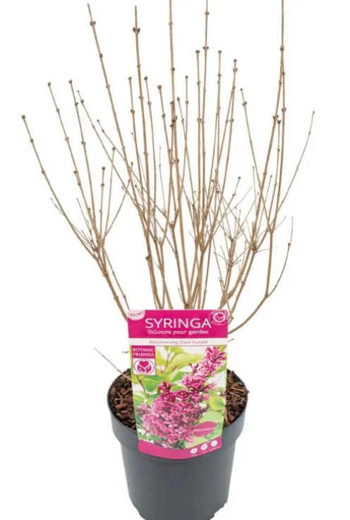 Syringa 'Bloomerang Dark Purple'