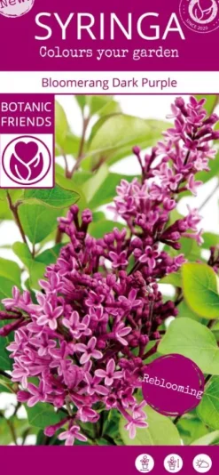 Syringa 'Bloomerang Dark Purple'