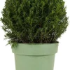 Taxus Collection Ball Ø32cm - Eibe