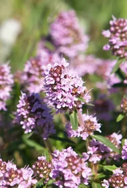 Thymus vulgaris - Tijm