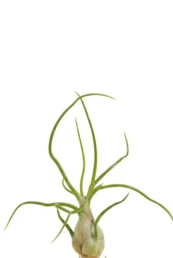 Tillandsia Bulbosa