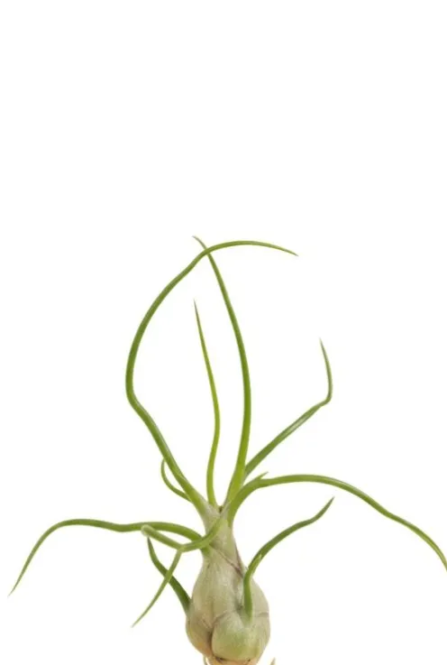 Tillandsia Bulbosa