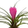 Tillandsia Cyanea
