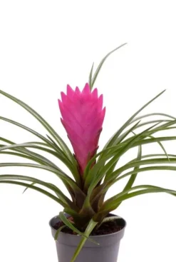Tillandsia Cyanea
