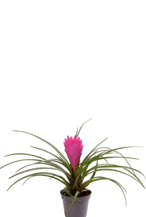 Tillandsia Cyanea