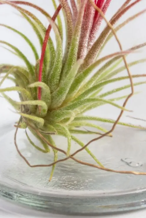 Tillandsia Harrissi