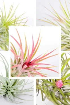 Tillandsia Harrissi