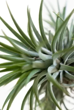 Tillandsia Ionanta