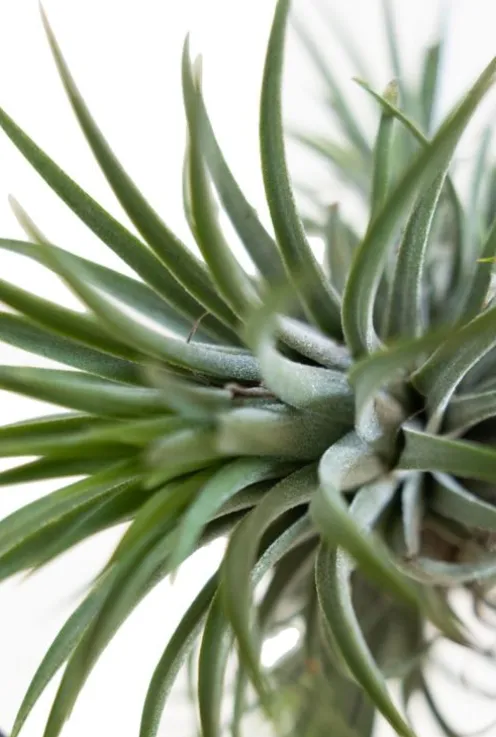 Tillandsia Ionanta