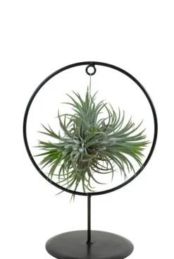 Tillandsia Ionanta