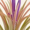 Tillandsia Ionantha