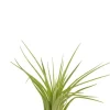 Tillandsia Melanocrater