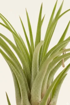 Tillandsia Melanocrater