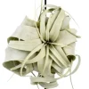 Tillandsia Xerographica