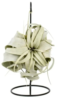 Tillandsia Xerographica