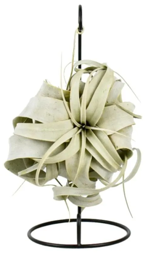 Tillandsia Xerographica