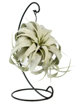 Tillandsia Xerographica