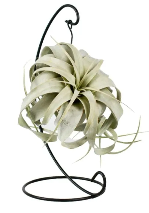 Tillandsia Xerographica