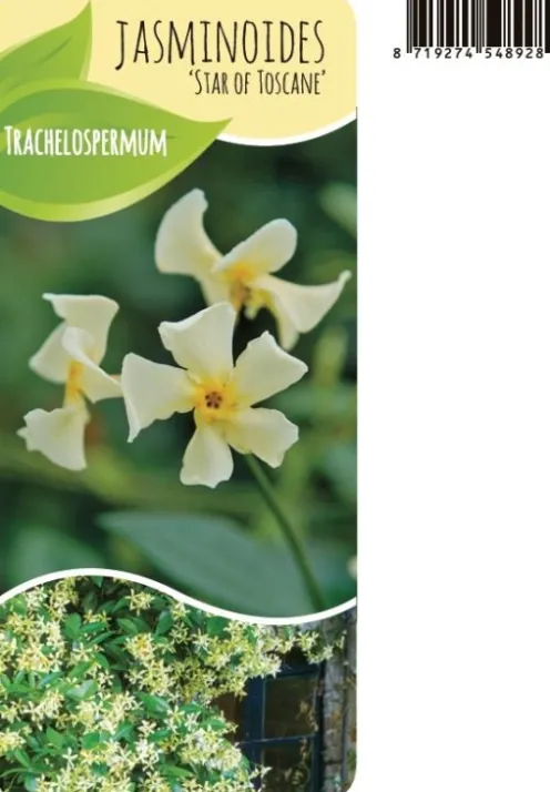 Trachelospermum Jasminoides 'Star of Toscane' - Toscaanse Jasmijn