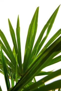 Trachycarpus fortunei - Henneppalm