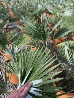 Trachycarpus princeps New Form - Henneppalm