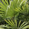 Trachycarpus wagnerianus - Wagnerpalm