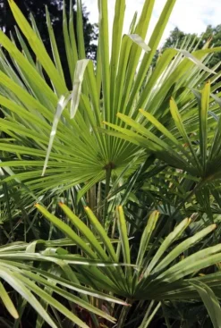 Trachycarpus wagnerianus - Wagnerpalm