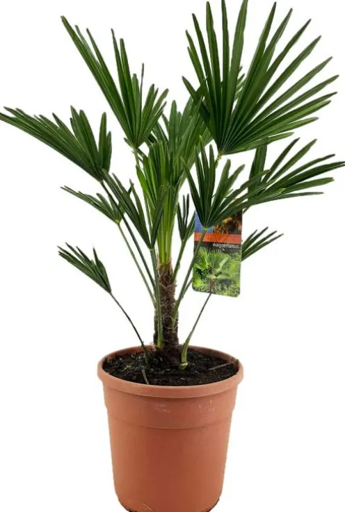 Trachycarpus wagnerianus - Wagnerpalm