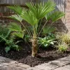 Trachycarpus wagnerianus - Wagnerpalm