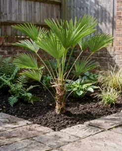 Trachycarpus wagnerianus - Wagnerpalm