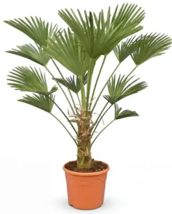 Trachycarpus wagnerianus - Wagnerpalm
